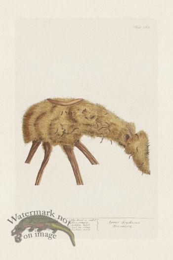 BEE 360 The Scythian Lamb